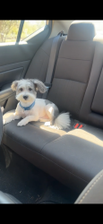Lost Male Dog last seen 16th ct Nw center point , Center Point, AL 35215