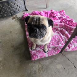 Found/Stray Male Dog last seen Smart and Final parking lot , Santa Ana, CA 92707