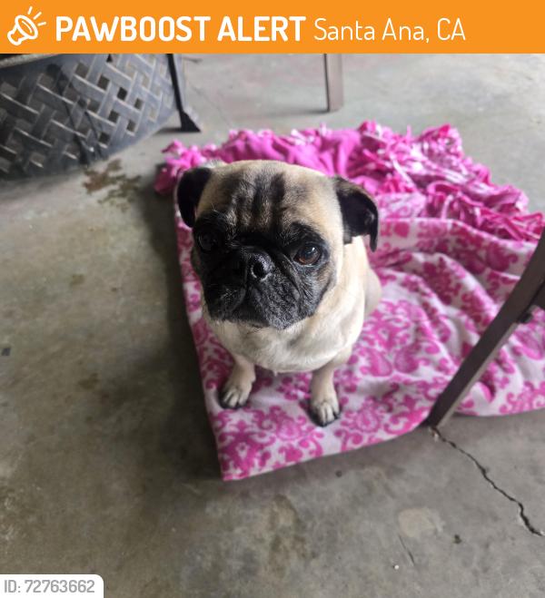 Found/Stray Male Dog last seen Smart and Final parking lot , Santa Ana, CA 92707