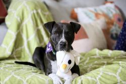 Lost Female Dog last seen S. K St. and Grant Avenue, San Bernardino, CA 92324