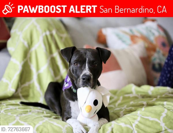 Lost Female Dog last seen S. K St. and Grant Avenue, San Bernardino, CA 92324