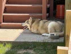 Found/Stray Unknown Dog last seen Covewood road , Henrico County, VA 23060