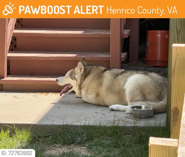 Found/Stray Unknown Dog last seen Covewood road , Henrico County, VA 23060