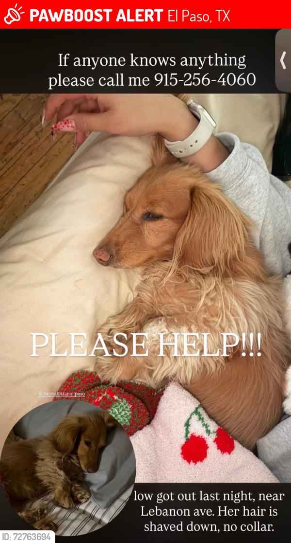 Lost Female Dog last seen Near lebanon, El Paso, TX 79930