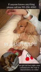 Lost Female Dog last seen Near lebanon, El Paso, TX 79930
