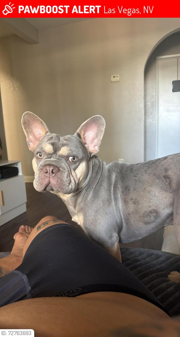 Lost Male Dog last seen Katie Maryland Las Vegas , Las Vegas, NV 89119