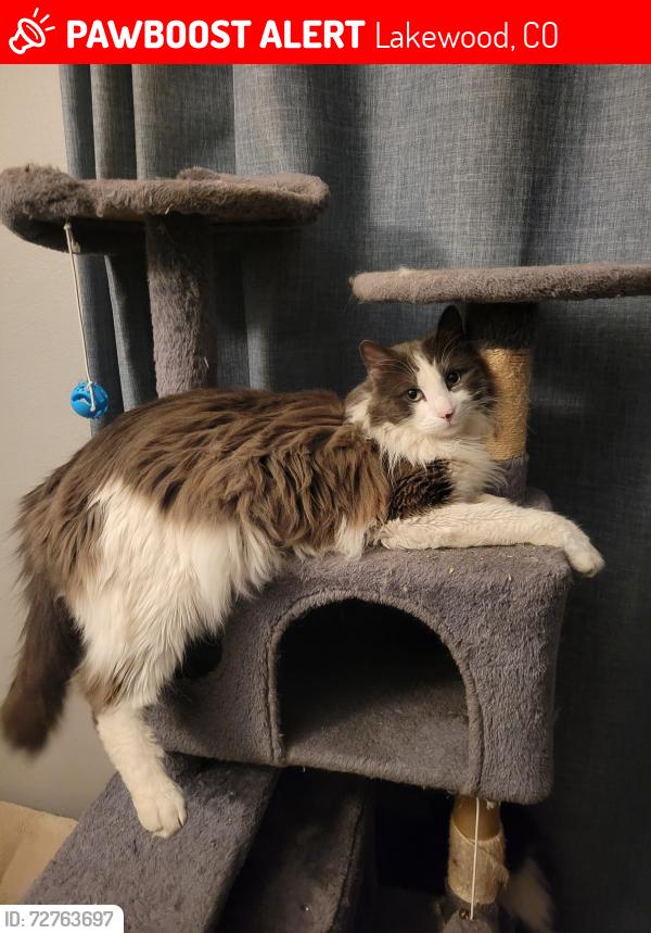 Lost Male Cat last seen Near s Jellison ct, Lakewood, CO 80227