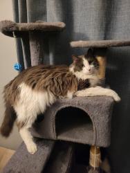 Lost Male Cat last seen Near s Jellison ct, Lakewood, CO 80227