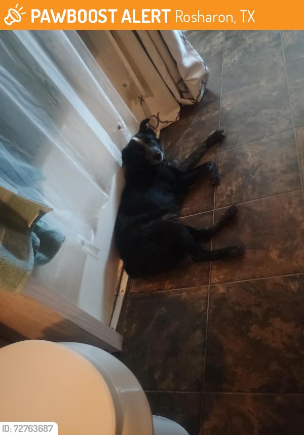 Found/Stray Male Dog last seen Skydive spaceland , Rosharon, TX 77583