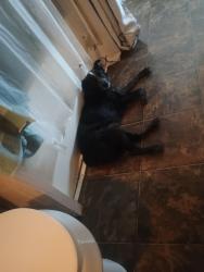 Found/Stray Male Dog last seen Skydive spaceland , Rosharon, TX 77583