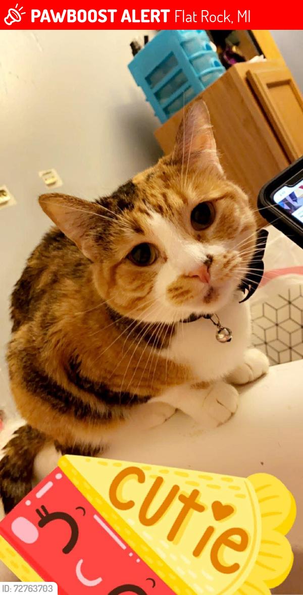 Lost Female Cat last seen Walnut Creek Dr and Gibraltar rd, Flat Rock, MI 48134