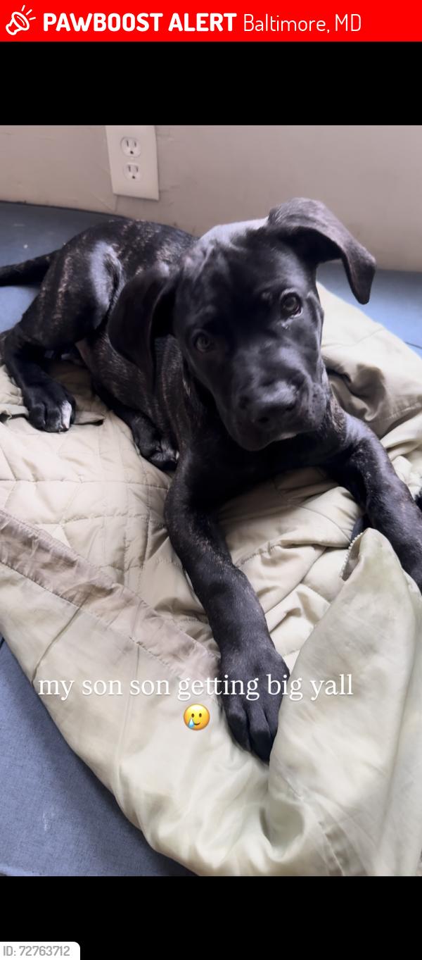 Lost Male Dog last seen Park heights , Baltimore, MD 21215
