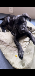 Lost Male Dog last seen Park heights , Baltimore, MD 21215