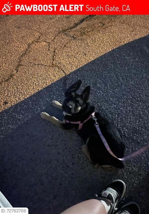 Lost Female Dog last seen Gardendale & Oklahoma, South Gate, CA 90280