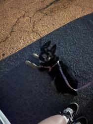 Lost Female Dog last seen Gardendale & Oklahoma, South Gate, CA 90280