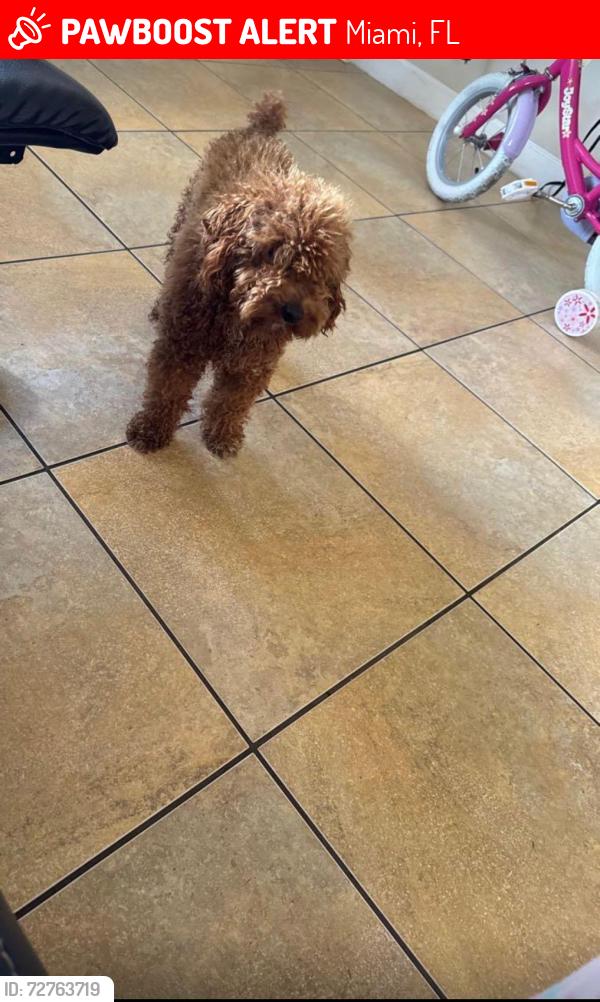 Lost Male Dog last seen Near Sw 181 st, Miami, FL 33157
