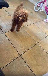 Lost Male Dog last seen Near Sw 181 st, Miami, FL 33157