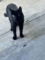 Lost Male Cat last seen June Forest Dr winding timbers, Atascocita, TX 77346