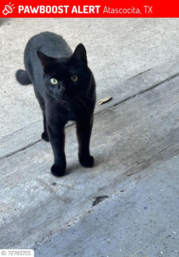 Lost Male Cat last seen June Forest Dr winding timbers, Atascocita, TX 77346