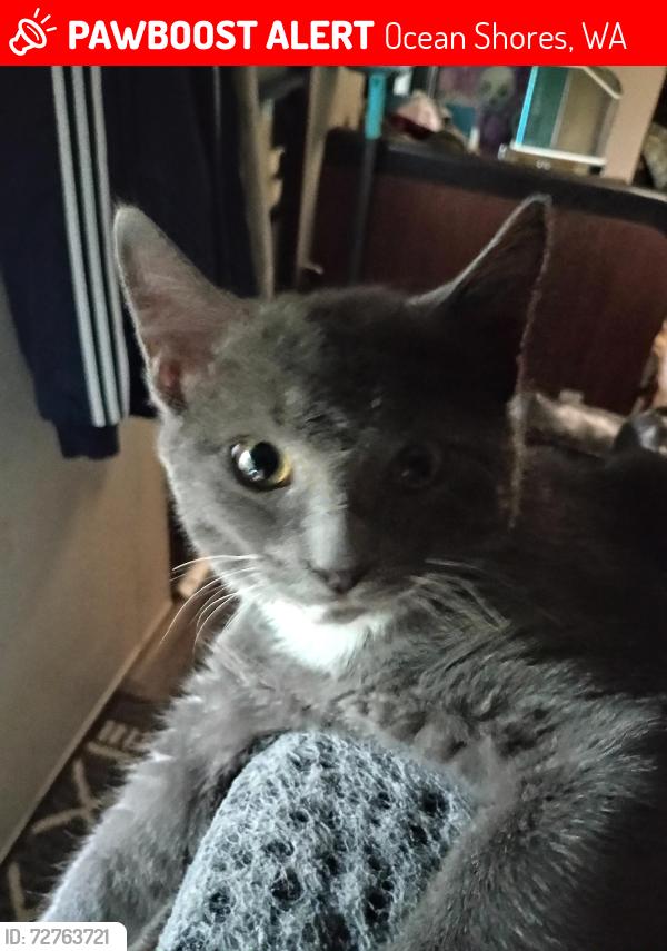 Lost Male Cat last seen Pointe Brown Ave NE , Ocean Shores, WA 98569
