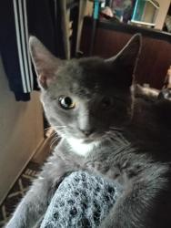 Lost Male Cat last seen Pointe Brown Ave NE , Ocean Shores, WA 98569