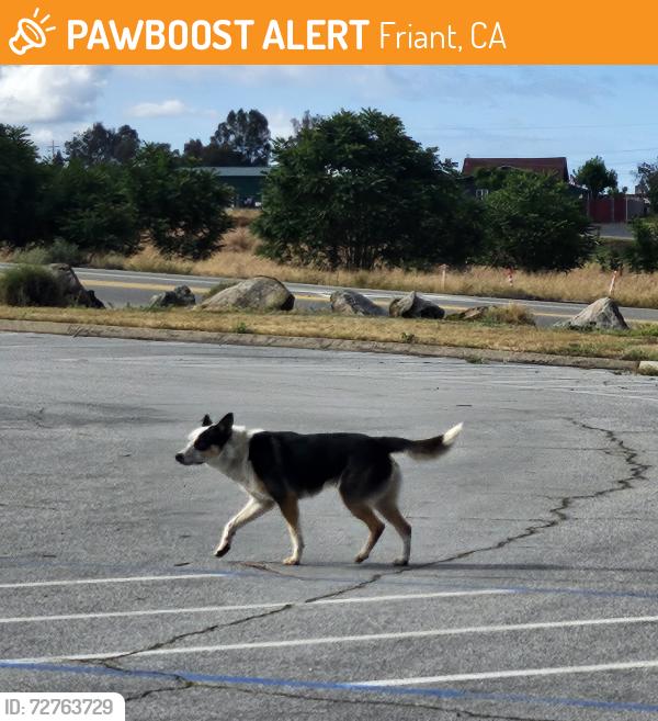 Found/Stray Unknown Dog last seen Friant Cove Park, Friant, CA 93626
