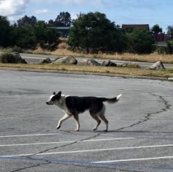 Found/Stray Unknown Dog last seen Friant Cove Park, Friant, CA 93626