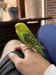 Found/Stray Unknown Bird last seen McDermott and Preston Meadow, Plano, TX 75074