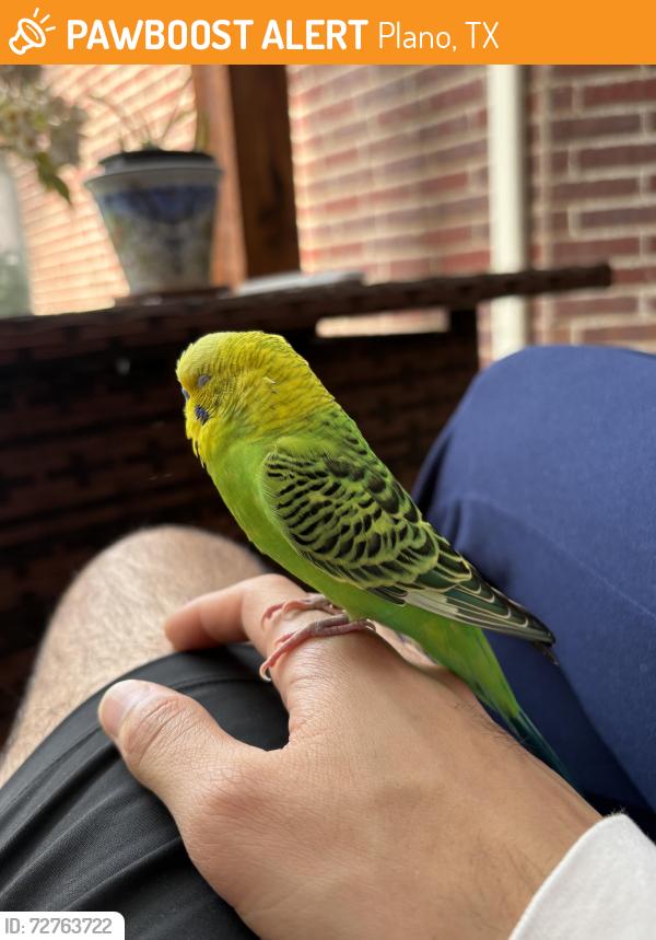 Found/Stray Unknown Bird last seen McDermott and Preston Meadow, Plano, TX 75074