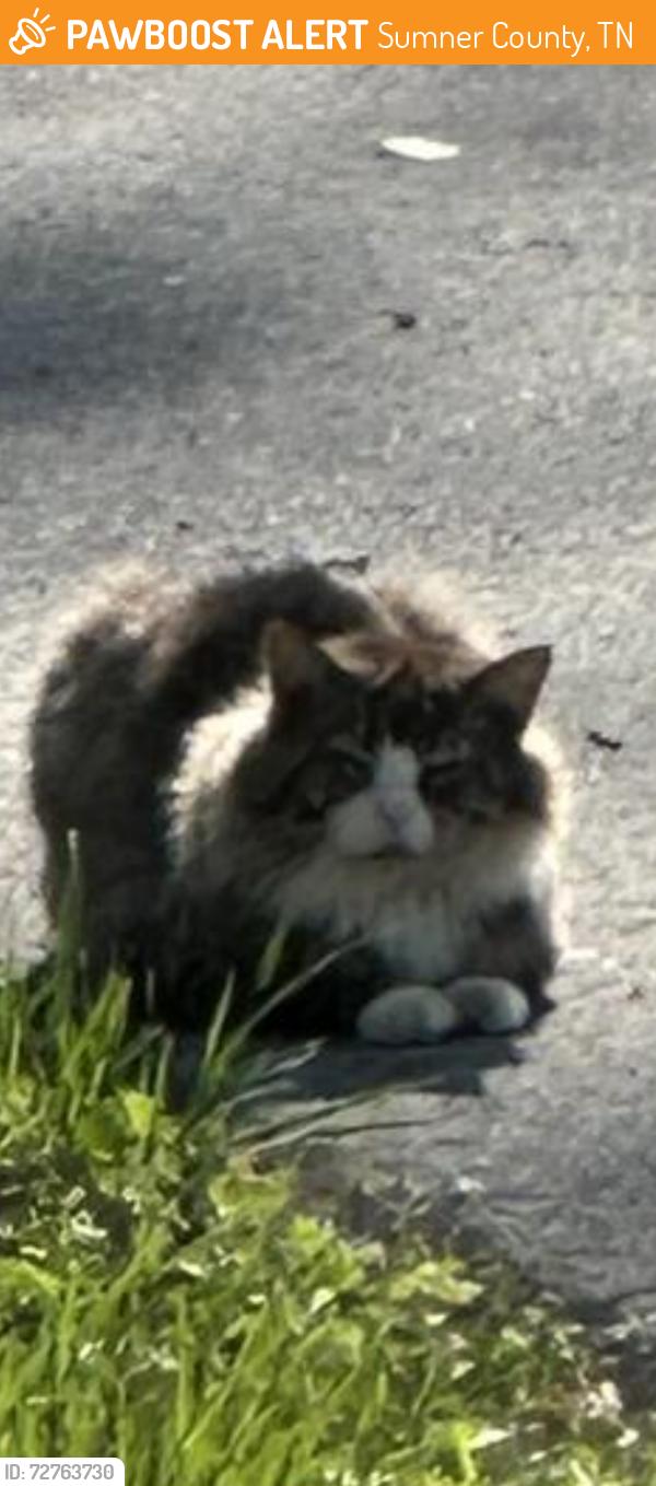 Found/Stray Unknown Cat last seen Bowling branch road and 76, Sumner County, TN 37048
