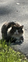 Found/Stray Unknown Cat last seen Bowling branch road and 76, Sumner County, TN 37048