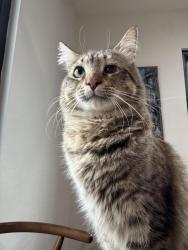 Lost Male Cat last seen Stevely and Parkcrest , Long Beach, CA 90808