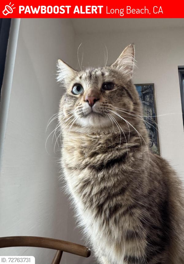 Lost Male Cat last seen Stevely and Parkcrest , Long Beach, CA 90808