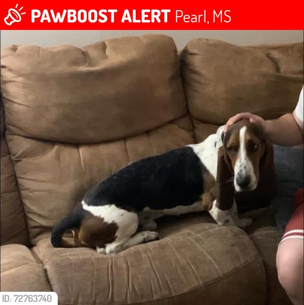 Lost Male Dog last seen Lamplighter subdivision, Kites Ave, Flynn Dr, Marilyn Dr and Belaire, Pearl, MS 39208