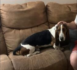 Lost Male Dog last seen Lamplighter subdivision, Kites Ave, Flynn Dr, Marilyn Dr and Belaire, Pearl, MS 39208