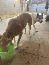 Found/Stray Male Dog last seen Montezuma, La Quinta, CA 92253