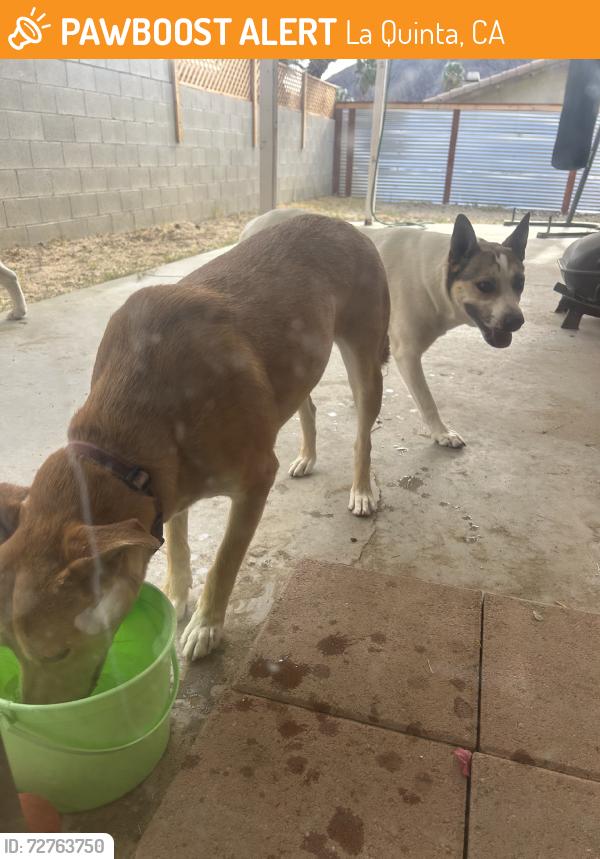 Found/Stray Male Dog last seen Montezuma, La Quinta, CA 92253