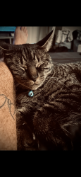 Lost Male Cat last seen Ulmerton road , Largo, FL 33771