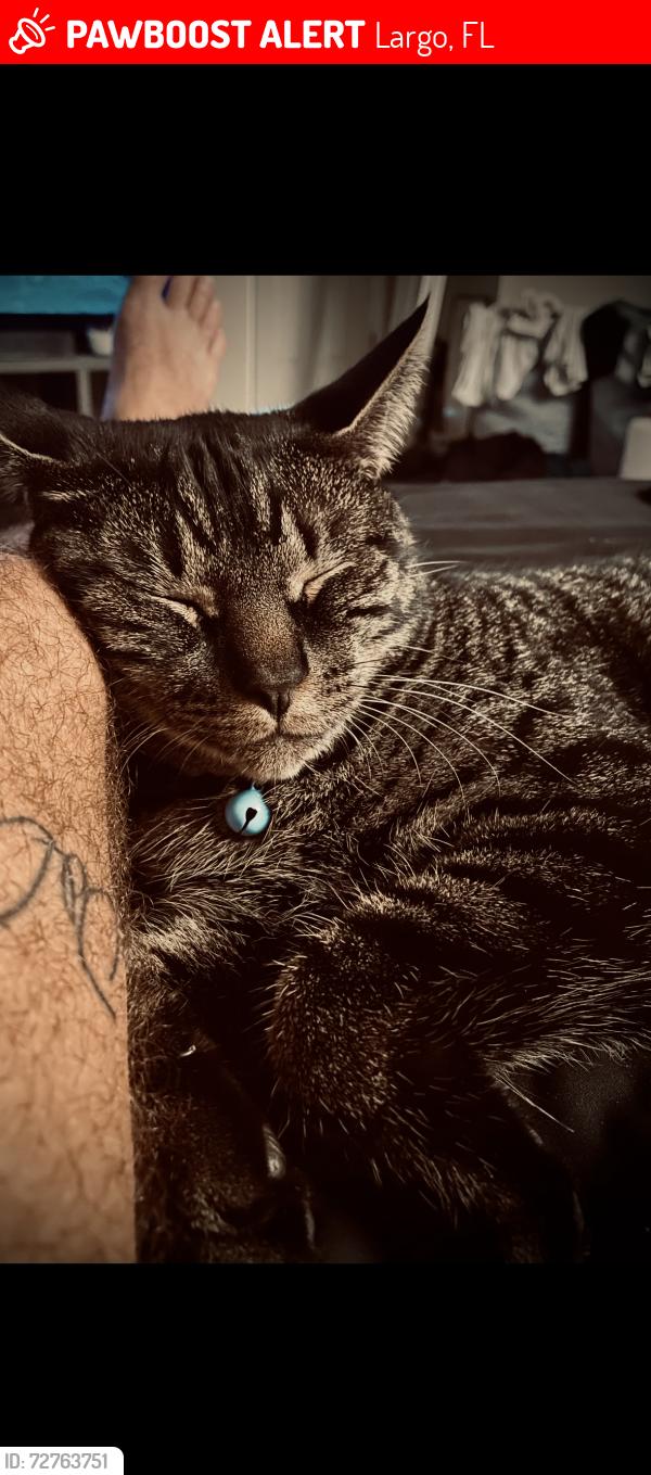Lost Male Cat last seen Ulmerton road , Largo, FL 33771