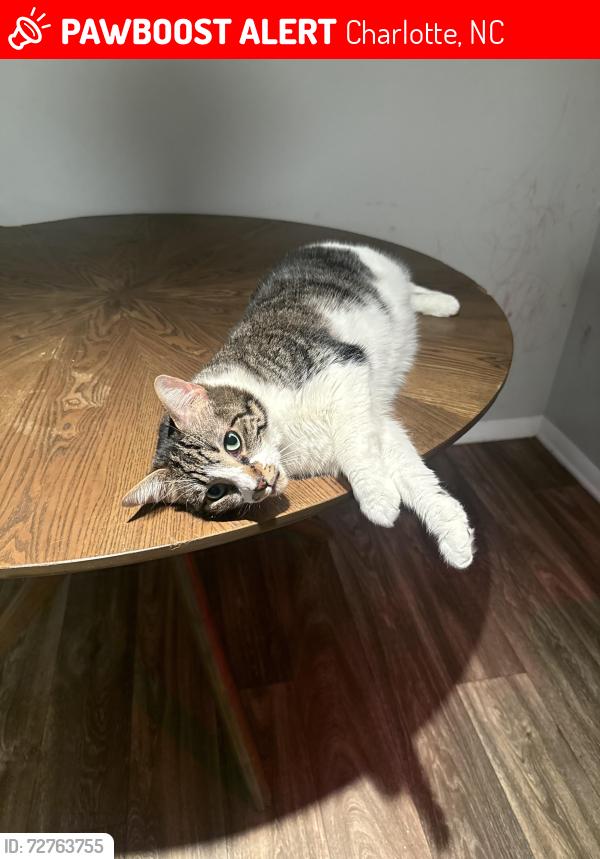 Lost Female Cat last seen Albemarle Rd, Charlotte, NC 28212