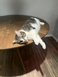 Lost Female Cat last seen Albemarle Rd, Charlotte, NC 28212