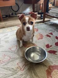 Found/Stray Unknown Dog last seen Foxhall, Washington, DC 20007
