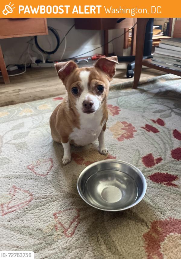 Found/Stray Unknown Dog last seen Foxhall, Washington, DC 20007