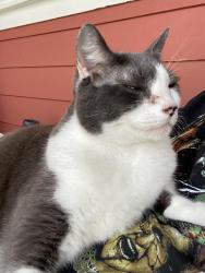 Lost Male Cat last seen Stoneybrook Hills Pkwy, Mount Dora, FL 32757