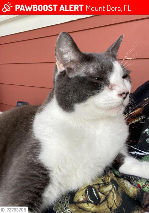 Lost Male Cat last seen Stoneybrook Hills Pkwy, Mount Dora, FL 32757