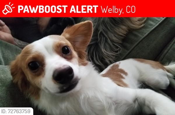 Lost Male Dog last seen 83rd and Gaylord St , Welby, CO 80229