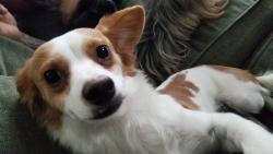 Lost Male Dog last seen 83rd and Gaylord St , Welby, CO 80229