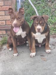 Lost Female Dog last seen In pamplico near Dollar General off Pamplico Hwy, Pamplico, SC 29583