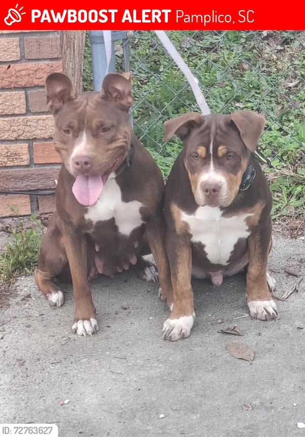 Lost Female Dog last seen In pamplico near Dollar General off Pamplico Hwy, Pamplico, SC 29583