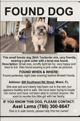 Found/Stray Female Dog last seen Brickell Honda , Miami, FL 33130